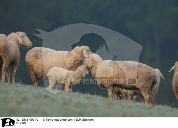 Schafe / sheeps / DMS-05310