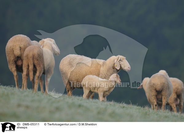 Schafe / sheeps / DMS-05311