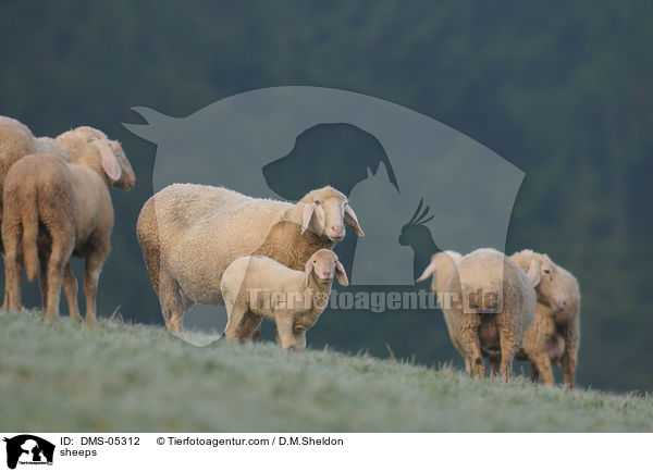 Schafe / sheeps / DMS-05312