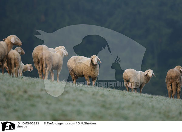 Schafe / sheeps / DMS-05323