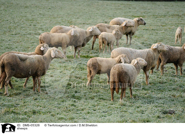 Schafe / sheeps / DMS-05326