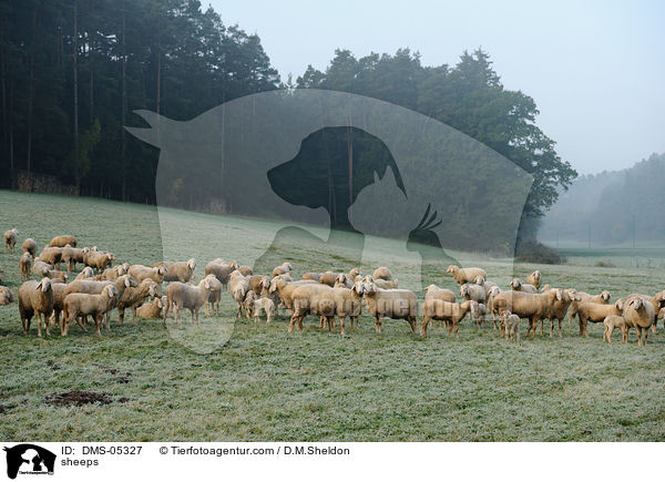 Schafe / sheeps / DMS-05327