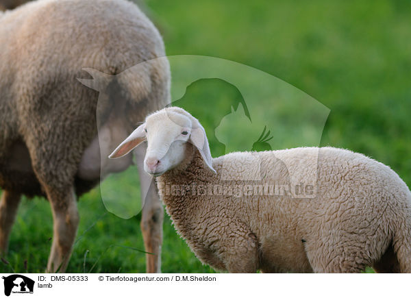 Lamm / lamb / DMS-05333