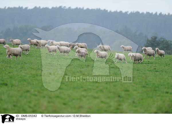 Schafe / sheeps / DMS-05342