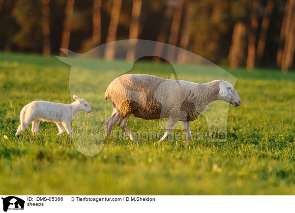 Schafe / sheeps / DMS-05366