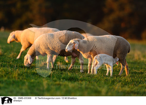 Schafe / sheeps / DMS-05368