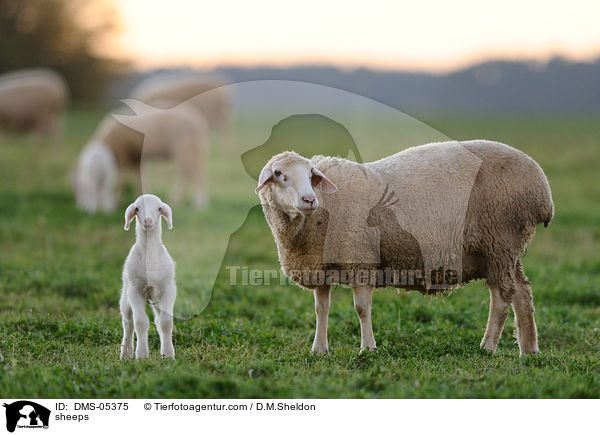 Schafe / sheeps / DMS-05375