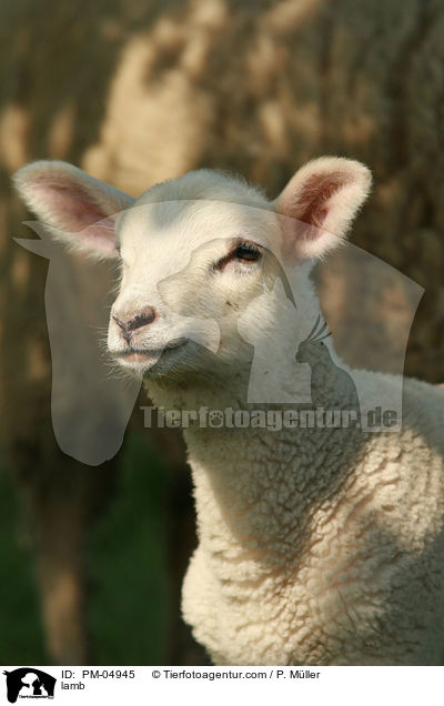 Lamm / lamb / PM-04945