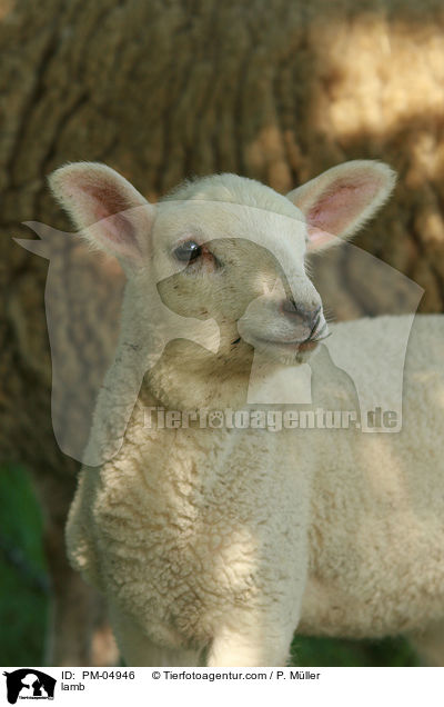 Lamm / lamb / PM-04946
