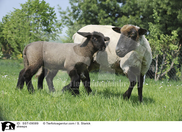 Schafe / sheeps / SST-09089