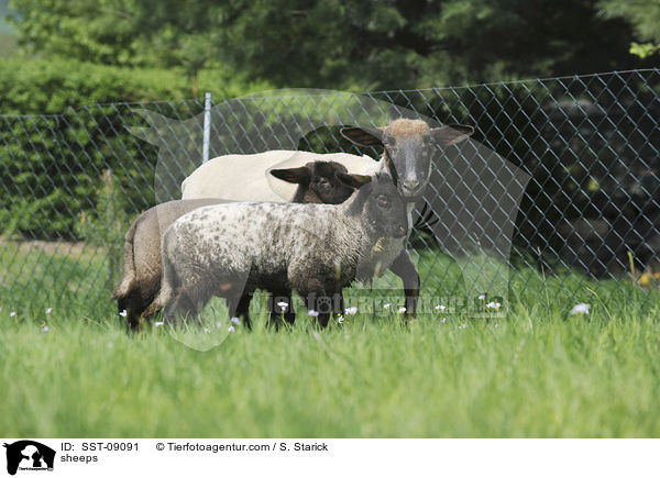 Schafe / sheeps / SST-09091