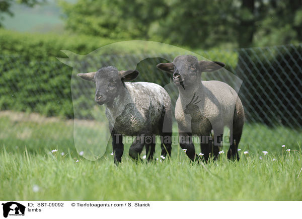 Lmmer / lambs / SST-09092
