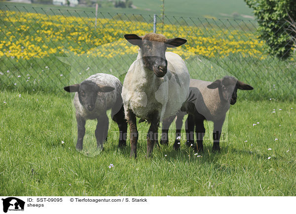 Schafe / sheeps / SST-09095