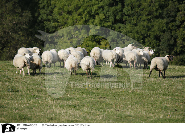 sheeps / RR-46563