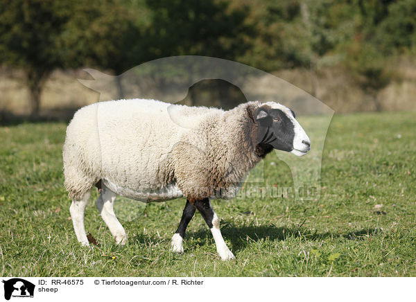 sheep / RR-46575