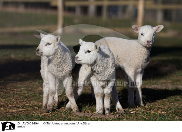 Lmmer / lambs / AVD-03494