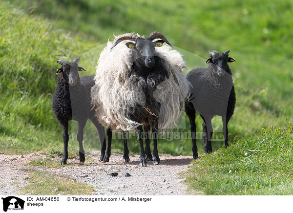 Schafe / sheeps / AM-04650