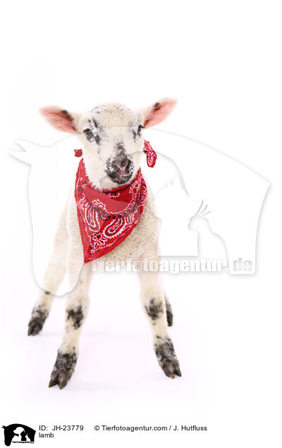 Lamm / lamb / JH-23779