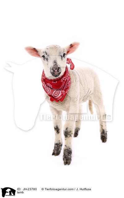 Lamm / lamb / JH-23780