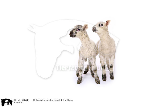 2 Lmmer / 2 lambs / JH-23789