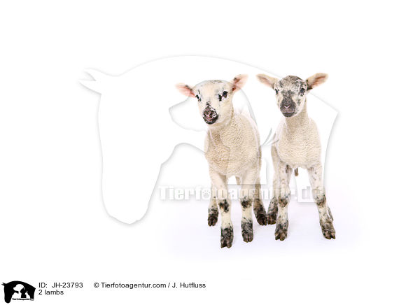 2 Lmmer / 2 lambs / JH-23793