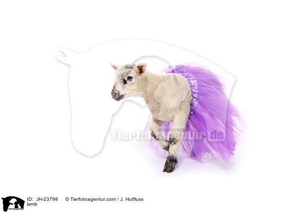 Lamm / lamb / JH-23798