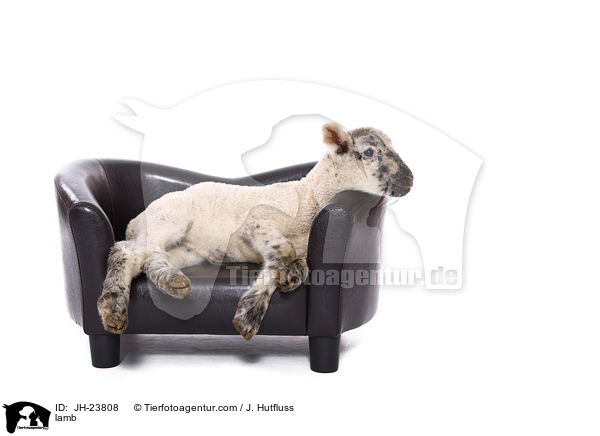 Lamm / lamb / JH-23808