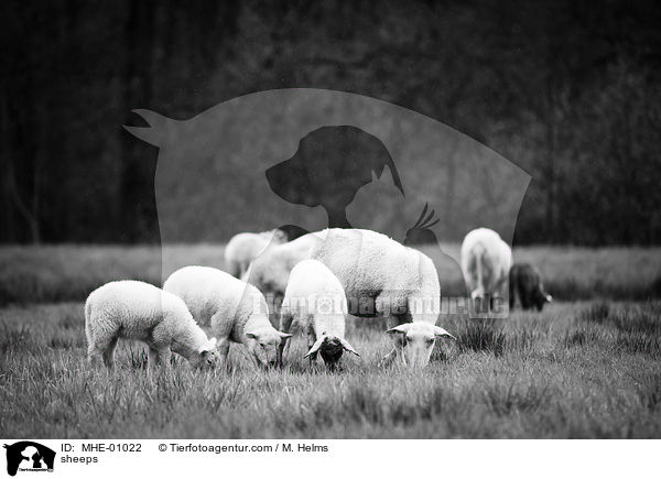 Schafe / sheeps / MHE-01022