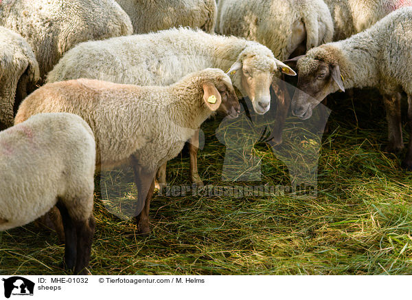 Schafe / sheeps / MHE-01032