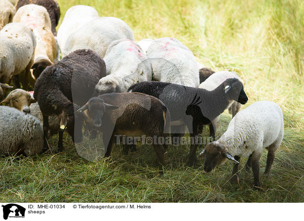 Schafe / sheeps / MHE-01034