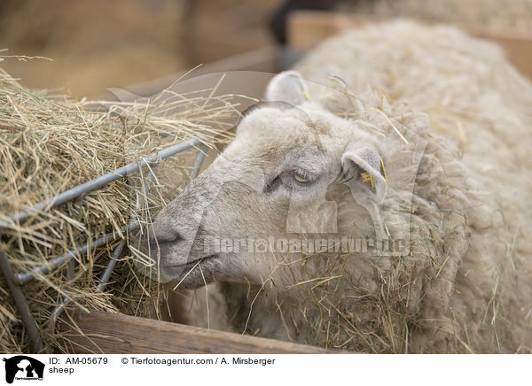 Schaf / sheep / AM-05679