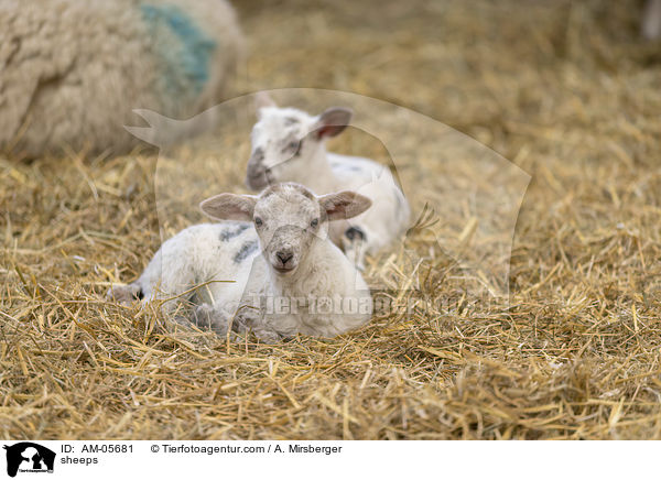 Schafe / sheeps / AM-05681