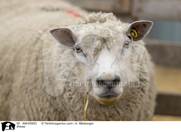Schaf / sheep / AM-05683