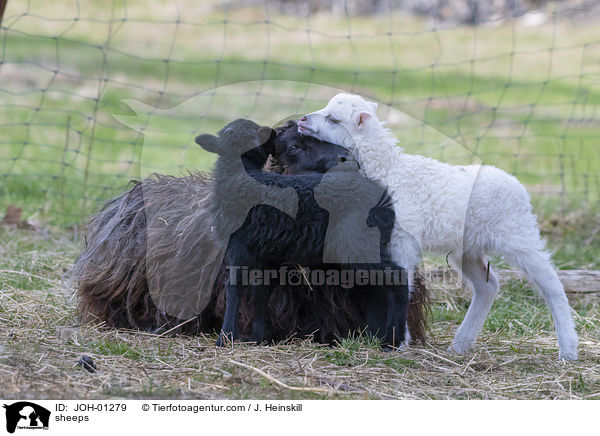 Schafe / sheeps / JOH-01279