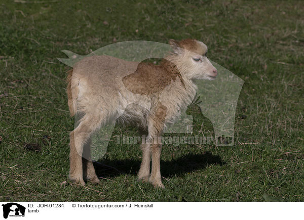 Lamm / lamb / JOH-01284