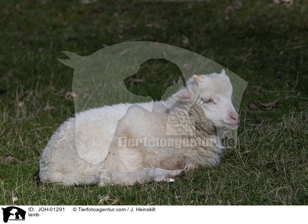 Lamm / lamb / JOH-01291