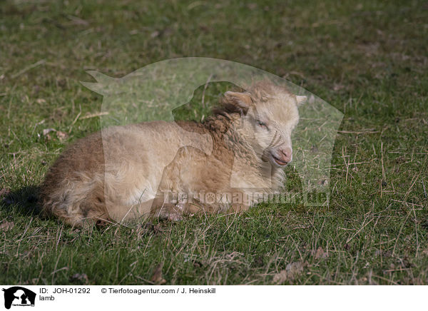 Lamm / lamb / JOH-01292