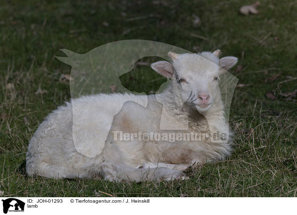 Lamm / lamb / JOH-01293