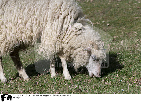 Schaf / sheep / JOH-01309