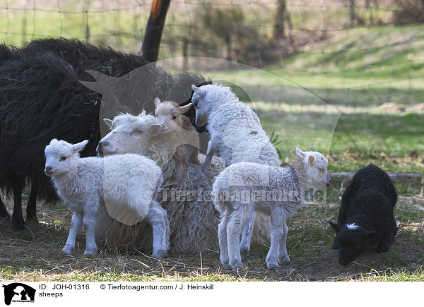 Schafe / sheeps / JOH-01316