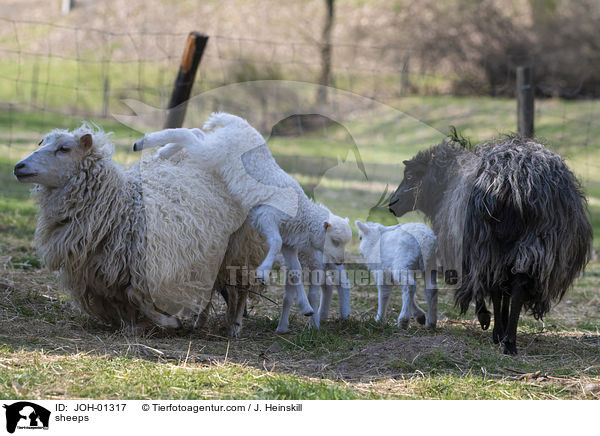 Schafe / sheeps / JOH-01317