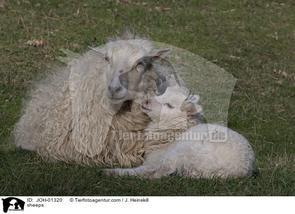 Schafe / sheeps / JOH-01320