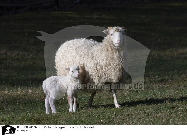 Schafe / sheeps / JOH-01325