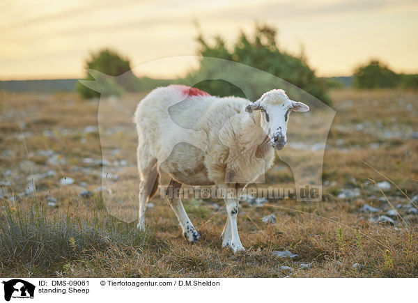 stehendes Schaf / standing Sheep / DMS-09061