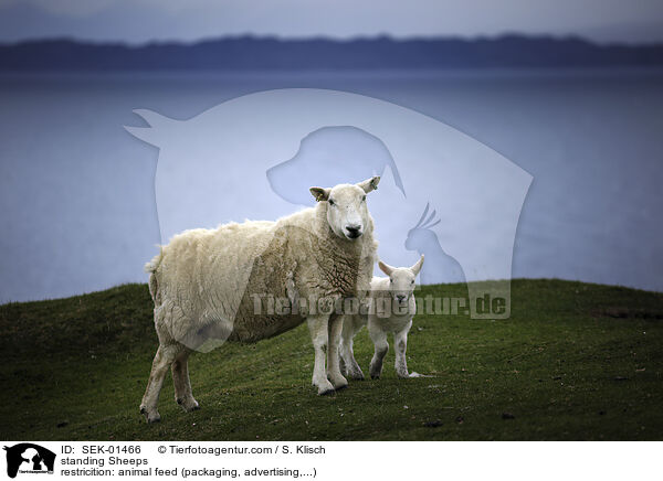 stehende Schafe / standing Sheeps / SEK-01466