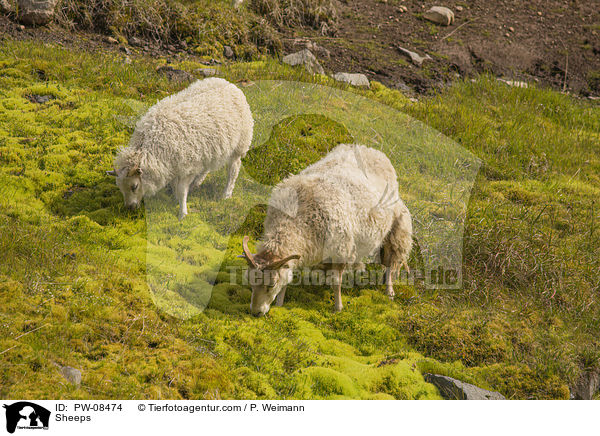 Schafe / Sheeps / PW-08474