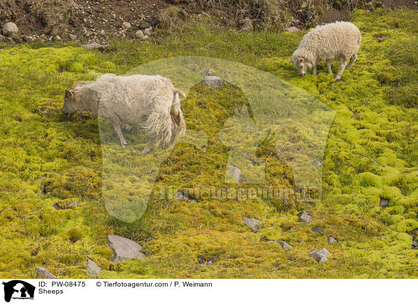 Schafe / Sheeps / PW-08475