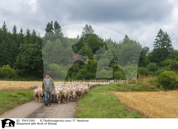 Schfer mit Schafherde / Shepherd with flock of Sheep / FH-01091