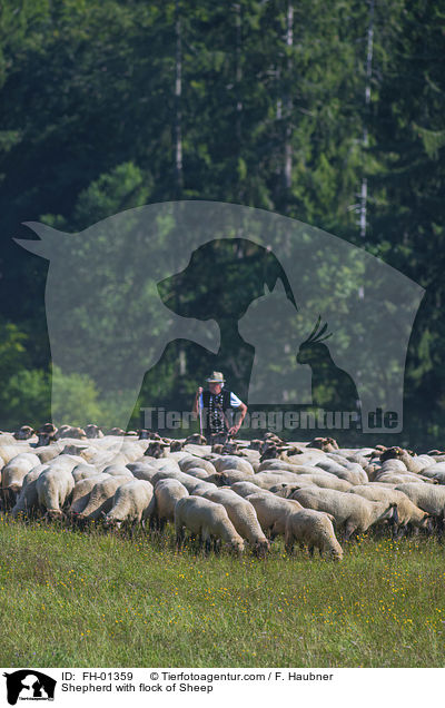 Schfer mit Schafherde / Shepherd with flock of Sheep / FH-01359