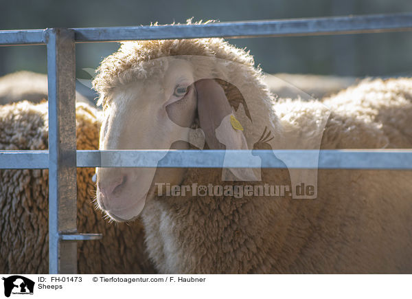 Sheeps / FH-01473